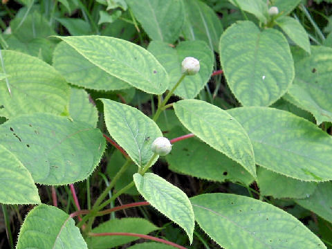 Cardiandra alternifolia