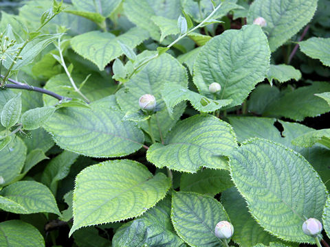 Cardiandra alternifolia