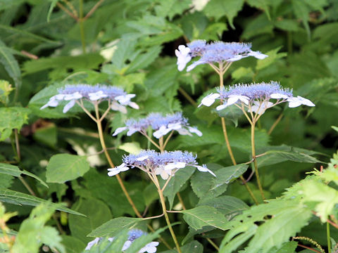 Cardiandra alternifolia