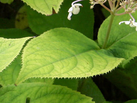 Cardiandra alternifolia