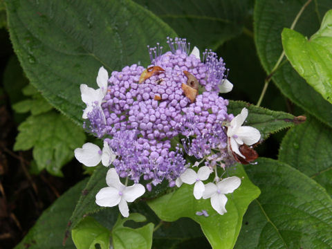 Cardiandra alternifolia