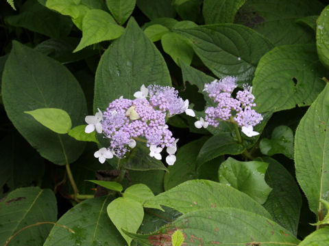 Cardiandra alternifolia