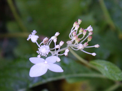 Cardiandra alternifolia