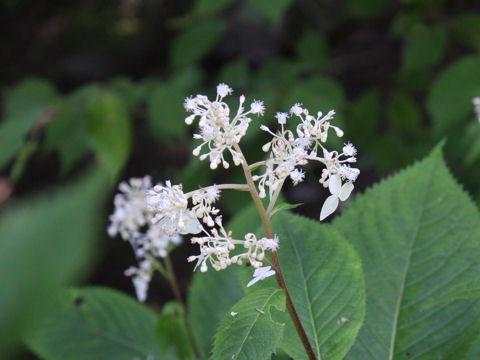 Cardiandra alternifolia