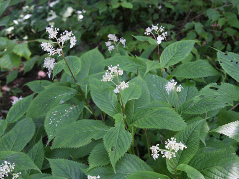 Cardiandra alternifolia