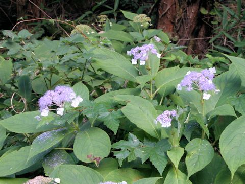 Cardiandra alternifolia