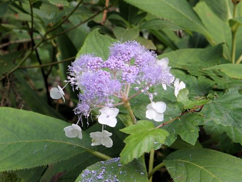 Cardiandra alternifolia