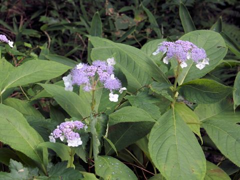 Cardiandra alternifolia