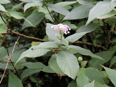 Cardiandra alternifolia