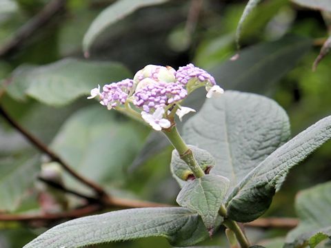 Cardiandra alternifolia