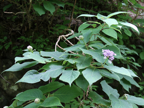 Cardiandra alternifolia