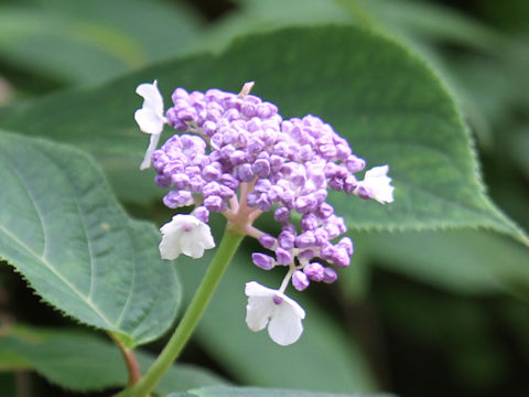 Cardiandra alternifolia