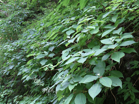 Cardiandra alternifolia