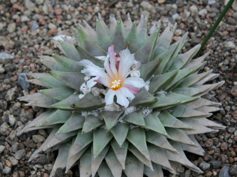 Ariocarpus retusus cv.