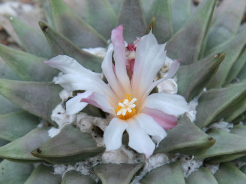 Ariocarpus retusus cv.