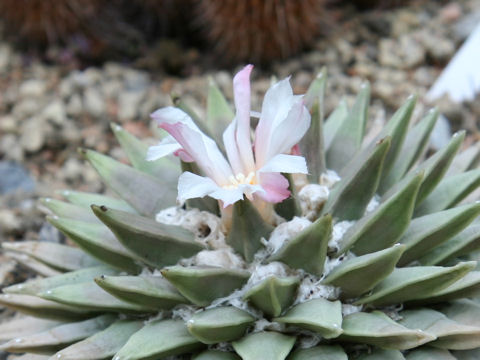 Ariocarpus retusus cv.