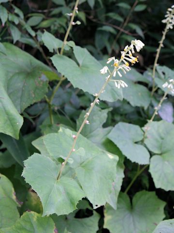 Cacalia farfaraefolia var. bulbifera