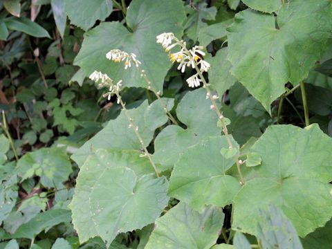 Cacalia farfaraefolia var. bulbifera