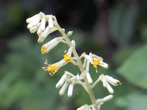 Cacalia farfaraefolia var. bulbifera