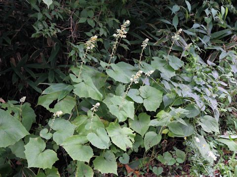 Cacalia farfaraefolia var. bulbifera