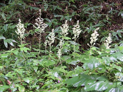 Cacalia farfaraefolia var. bulbifera