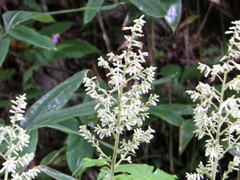 Cacalia farfaraefolia var. bulbifera