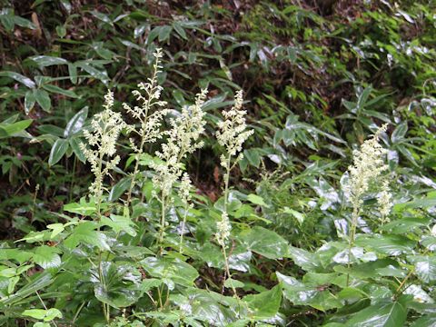 Cacalia farfaraefolia var. bulbifera