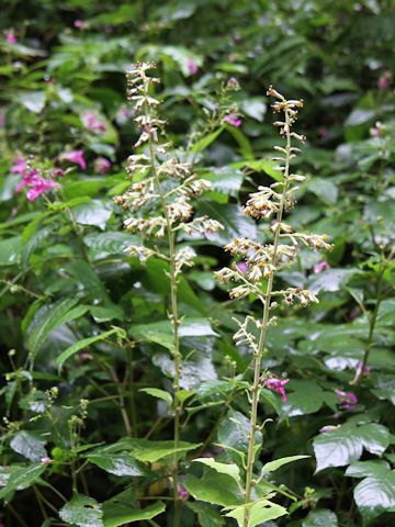 Cacalia farfaraefolia var. bulbifera