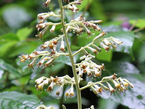 Cacalia farfaraefolia var. bulbifera