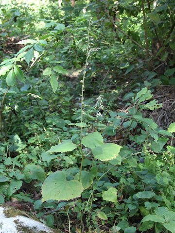 Cacalia farfaraefolia var. bulbifera