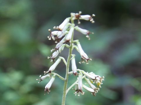 Cacalia farfaraefolia var. bulbifera