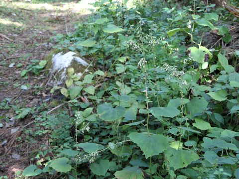 Cacalia farfaraefolia var. bulbifera