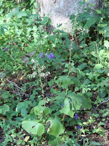 Cacalia farfaraefolia var. bulbifera