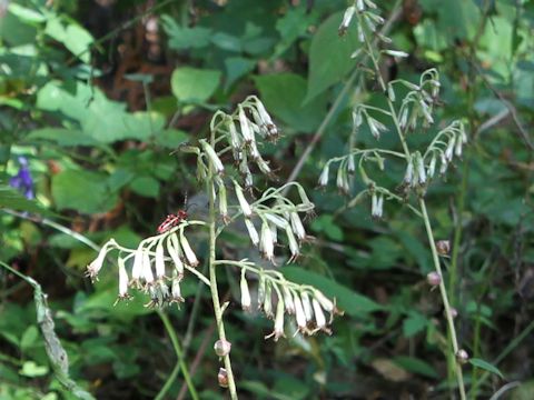 Cacalia farfaraefolia var. bulbifera