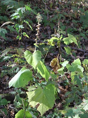 Cacalia farfaraefolia var. bulbifera