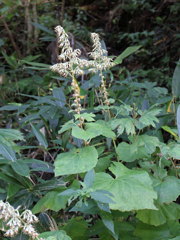 Cacalia farfaraefolia var. bulbifera