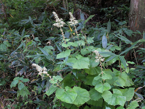 Cacalia farfaraefolia var. bulbifera