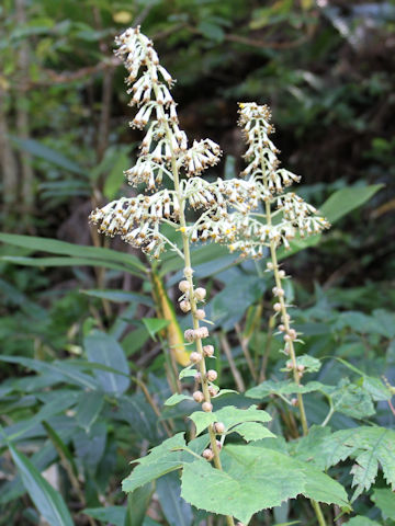 Cacalia farfaraefolia var. bulbifera