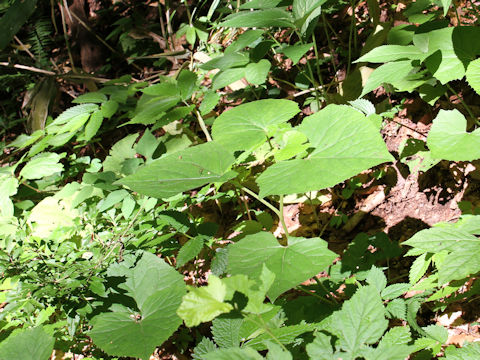 Cacalia farfaraefolia var. bulbifera