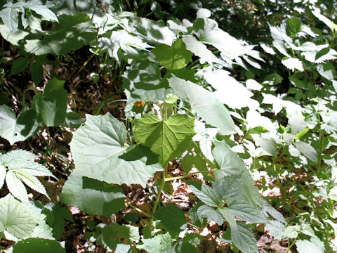 Cacalia farfaraefolia var. bulbifera