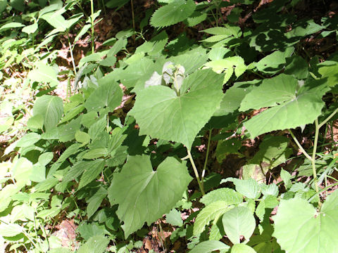 Cacalia farfaraefolia var. bulbifera