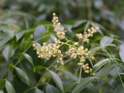 Spondias cytherea