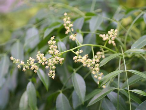 Spondias cytherea