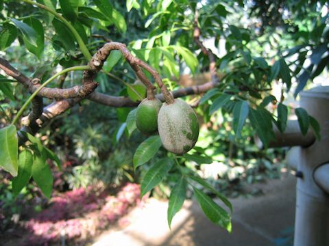 Spondias cytherea