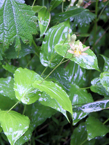 Tricyrtis latifolia