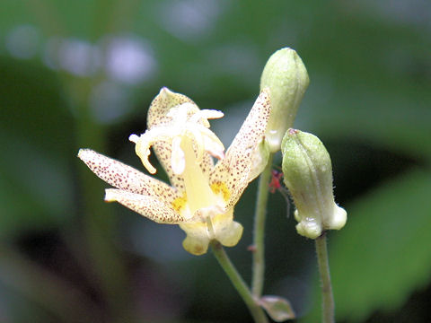 Tricyrtis latifolia