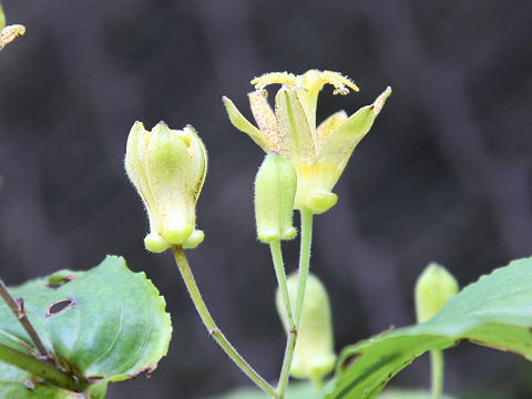 Tricyrtis latifolia