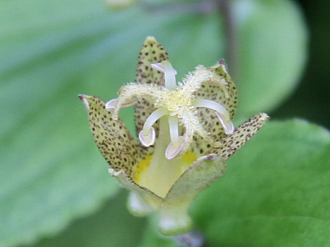 Tricyrtis latifolia