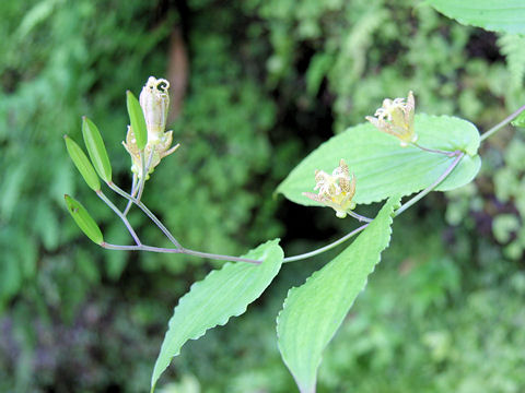 Tricyrtis latifolia