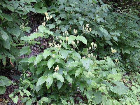 Tricyrtis latifolia